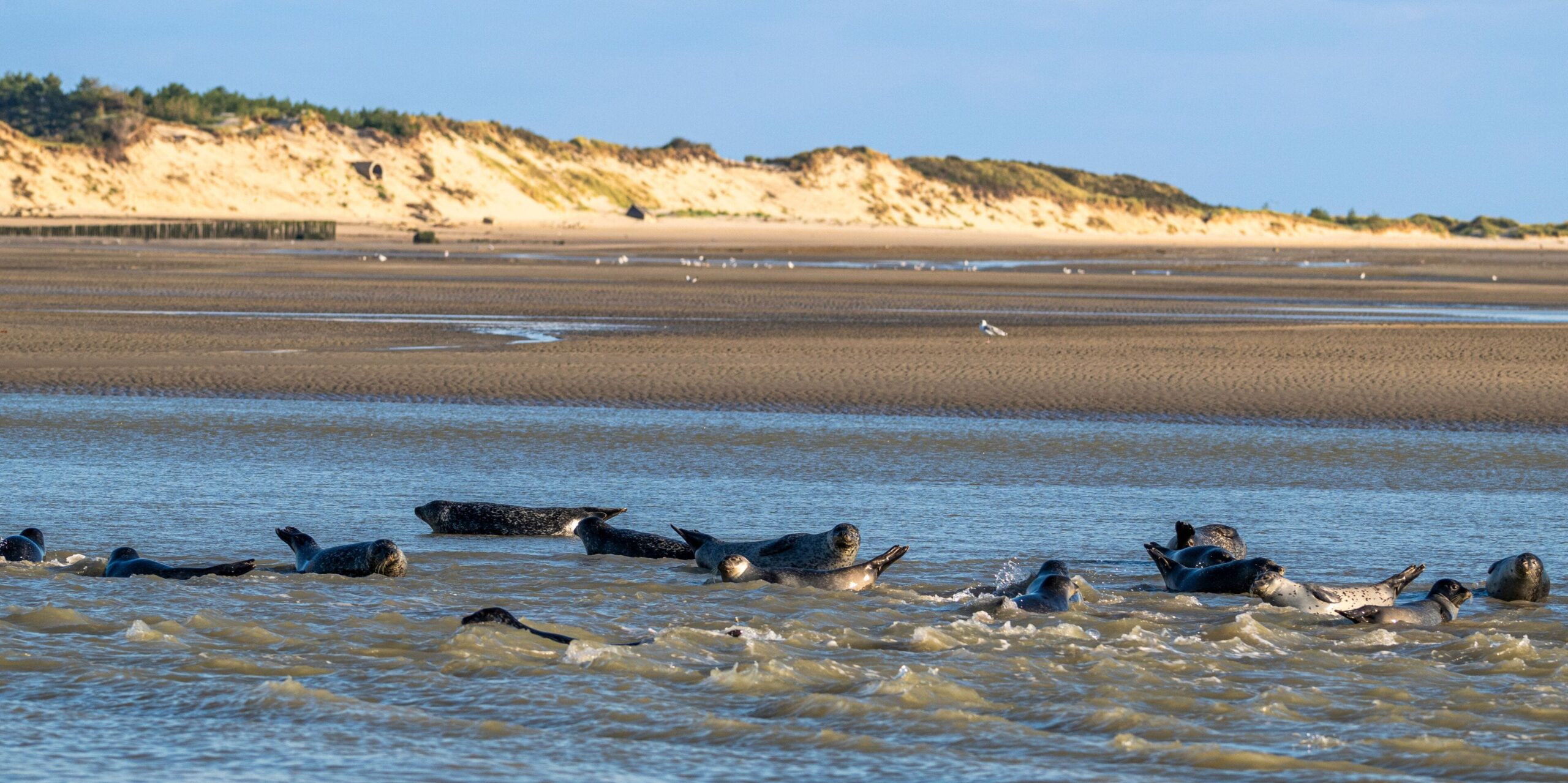 Phoques sur le littoral de Berck-sur-Mer, entre mer, plage et dunes